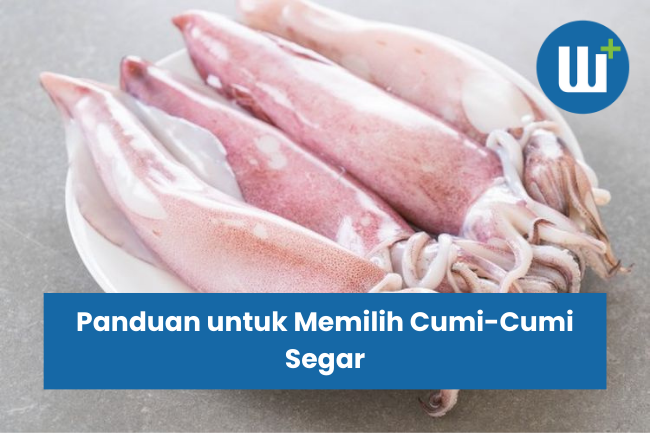 Panduan untuk Memilih Cumi-Cumi Segar